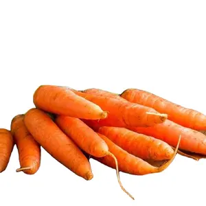 new crop of fresh carrot vegetable wholesale Chinese seeds of fresh red carrots in a box fresh price per ton from China