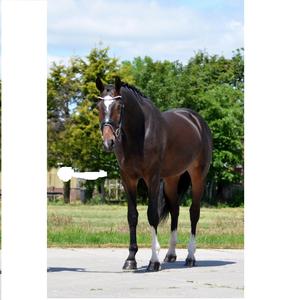 Hot Multi Couleur En Cuir Véritable Cheval Bride Taille Pleine En Gros nouvelle Haute Qualité Cheval Snaffle Bride En Cuir En Top Noir - Product Image 5