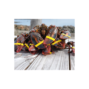 กุ้งล็อบสเตอร์สดบรรจุเพื่อการส่งออกในภาชนะอาหารทะเลที่มีฉนวน - Product Image 3