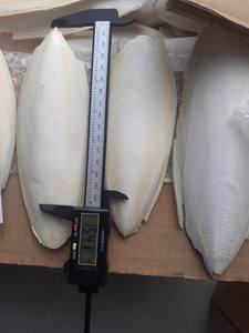 Os de seiche Offre Spéciale séché pour la nourriture des oiseaux avec la meilleure qualité et le bon prix, 100% os de seiche séchés d'origine au Vietnam - Product Image 2