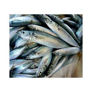 Capelin WR แช่แข็งขายส่งจำนวนมากส่งออกอาหารทะเลที่เชื่อถือได้ - Product Image 2