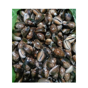 Concha de cauri de color natural de cauri pequeño a la venta conchas de cauri blancas vacías limpias y secas de Vietnam - Product Image 1