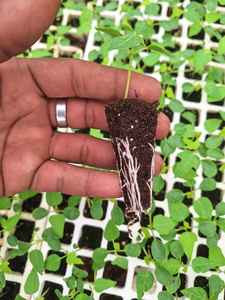 Bulk Baltic Peat moss Seedling Mix High Performance <b>seed</b> tray Substrate for <b>Tomato</b>, Pepper & Leafy Greens - Product Image 4