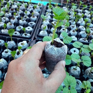 Venta al por mayor Coco Coir Grow Pellets/ Coco Coir turba musgo precio barato y rico en nutrientes para la germinación de semillas de Eco2go Vietnam - Product Image 5