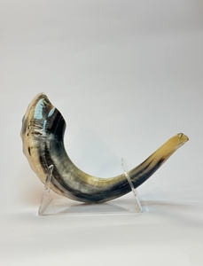 Le plus haut savoir-faire casher Shofar meilleure qualité corne de bélier naturelle mouton poli écologique à des fins religieuses soufflant - Product Image 5