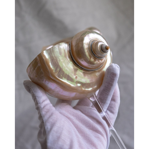 Verre à cocktail en coquille de conque fait à la main: décor de mariage de plage - Product Image 2