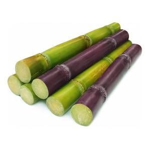 Fresh Cut Sugarcane pour la consommation humaine et l'alimentation animale - Product Image 2