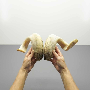 Artisanat 100% de la meilleure qualité Fabricant en gros Corne de buffle naturelle polie Écologique Décoration d'intérieur moderne - Product Image 2