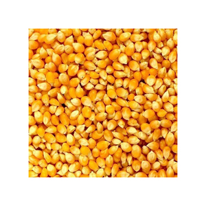 Nouvelle récolte de maïs jaune séché de qualité humaine et animale pour la consommation de volaille - Product Image 6