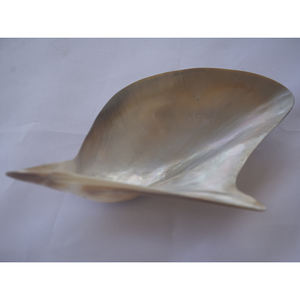 Coquille mabe pteria pinguin Taille 14-16 cm BIJOUX DE COQUILLAGE vert naturel Motif poli Big Shell Kind - Product Image 3