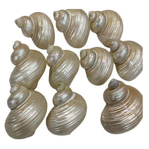 Turbo Burgess Seashells 4-6 cm al por mayor conchas de océano naturales pulidas para manualidades DIY, joyería y decoración de interiores - Product Image 6