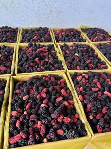 Suministro a granel IQF Frozen Mulberry Fresh Black Mulberries Calidad Premium Almacenamiento en frío Bayas para jugo Crema Batido Exportación - Product Image 6