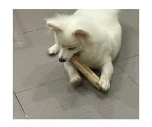 Bâton à mâcher en bois pour animaux de compagnie fabriqué à la main par des producteurs vietnamiens Bâton à mâcher en bois simple et écologique pour animaux de compagnie Bonne affaire pour l'exportation - Product Image 4