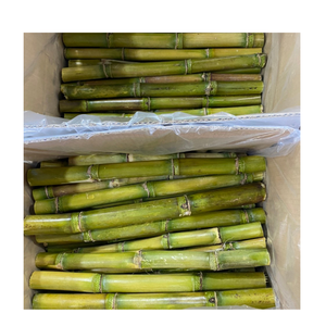 Palitos de Caña de Azúcar Congelados de Alta Calidad de Vietnam, Dulzura Natural, Perfectos para Fábricas de Jugos y Fabricantes de Bebidas Premium - Product Image 1