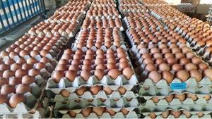 ไข่ไก่สดคุณภาพดีสีน้ำตาล บรรจุถาดแบบขายส่งสำหรับใช้ในอาหาร (ไข่จากสหราชอาณาจักร) VG Limited อายุการเก็บรักษา 24 เดือน - Product Image 2