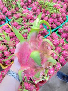 Fruta dragón fresca de calidad certificada de Vietnam, envío rápido - Product Image 4