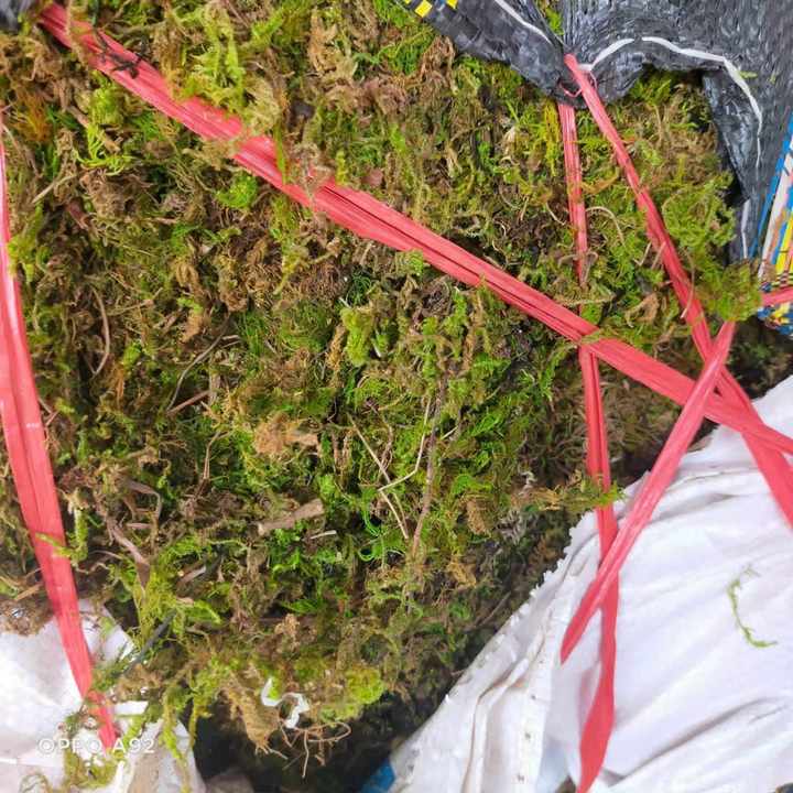 AVAILABLE Export Sphagnum Moss - Dried Plant Moss for Root Wrap, Moisture Control in Tree Packaging
