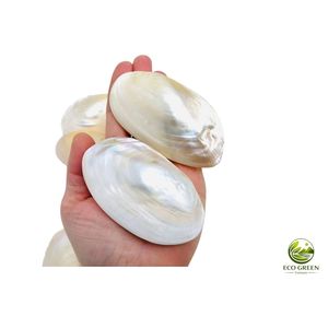 Concha de Nácar Natural Ovalada Pulida, Material Ecológico Moderno para Manualidades, Decoración de Joyería, Incrustaciones, Regalo para el Hogar/Boda - Product Image 2