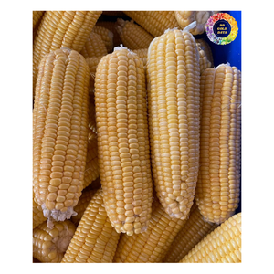 Maíz dulce congelado, maíz amarillo congelado IQF de alta calidad, maíz entero al vapor congelado, maíz bebé al vapor congelado - Product Image 2