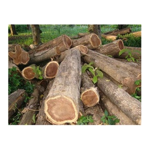 Solid Teak Wood <b>Logs</b> – Premium Timber <b>Logs</b> for Furniture, Joinery and Woodworking - Product Image 1