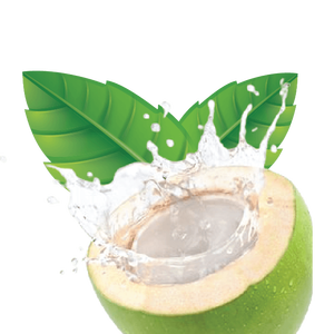 2023 Noix de coco verte fraîche de qualité supérieure exportée du Vietnam Jeune noix de coco avec coque de qualité supérieure - Product Image 2