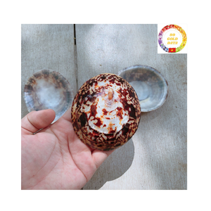 Gobelet à vin en coquille naturelle personnalisé pour la décoration de mariage de plage et les idées de service de cocktails exotiques - Product Image 5