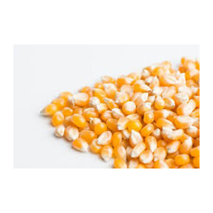 Semillas de palomitas de maíz brasileño blanco de alta calidad-Venta al por mayor de fábrica Nuevo mejor material Tarifa barata - Product Image 2