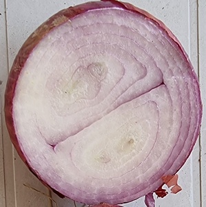 Semillas Híbridas de Cebolla GAD F1 - Product Image 6