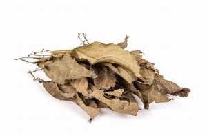 ใบฝรั่งพรีเมียม ใบกราเวียโลล่าอบแห้งธรรมชาติ สำหรับชาสมุนไพร ดีท็อกซ์ เสริมภูมิคุ้มกัน และส่งออกทั่วโลก // คุณลิลี่ - Product Image 2