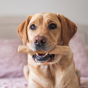 Meilleur prix pour les jouets à mâcher pour chiens en bois de café naturel au Vietnam - Mme Jennie - Product Image 2