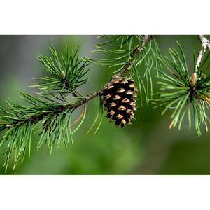 Aceite Esencial de Beta-Pineno - Product Image 1