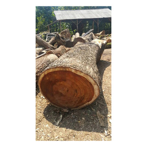 Durable suar wood <b>logs</b> ready in stock for cabinetry and interiors - Product Image 2