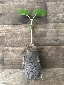 Pellets de tourbe de coco pour l'ensemencement des données d'or d'usine 99 - Product Image 3