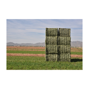 Low Price Alfalfa Hay High Fiber Feed Bulk Supply Factory Price Farm Grade Product - Product Image 3