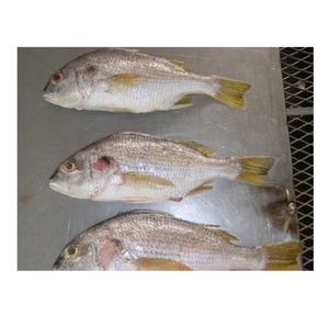 Poisson snapper blanc congelé à prix avantageux, achat en gros, exportateur de fruits de mer - Product Image 3