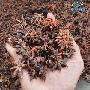 Traitement brut des épices aux herbes rouges séchées à l'anis étoilé naturel de haute qualité pour les épices et les assaisonnements/ANNA DO VILACONIC - Product Image 2