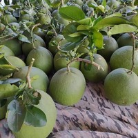 Verse Groene Huid Pomelo Grapefruit Citrus Export Wereldwijd Beste Kwaliteit Gezond Van Zuid-Mekong Fabrikant + 84786436556