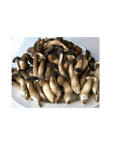 BASE DE CHAMPIGNON HERBAGRO - Product Image 1