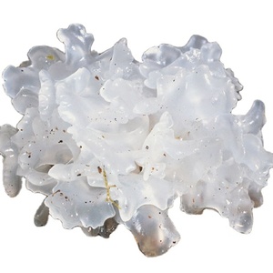 Champignon de neige frais de vendeur vietnamien distributeur entier délicieux - Product Image 1