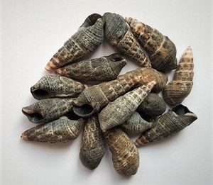 Batillaria zonalis เปลือกหอย/มหาสมุทรเก็บเกี่ยว/สำหรับงานฝีมือตกแต่งหรือเครื่องประดับ - Product Image 3