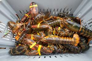 Premium Blue Squat Baby <b>Lobsters</b> LQF Process Whole 40cm for Export From Austria - Product Image 2