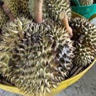 Khey Taladthai Verse Grade Whole Monthong Durian - Geniet van elke hap Koningsvruchten Handgeplukt Verpakt in doos 0,5 kg 2-3 weken houdbaarheid
