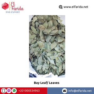 Top bán duy nhất gia vị chất lượng tuyệt vời khô bay <span class=keywords><strong>Laura</strong></span> lá/bay lá Ai Cập lành mạnh nguyên liệu chế biến giá thấp - Product Image 5