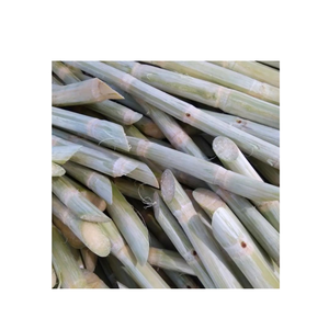 Bâtonnets de canne à sucre naturels et surgelés du Vietnam, prêts à l'emploi pour la production de jus, les usines de boissons et les marchés de gros - Product Image 2