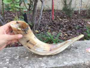 Corne de bélier de qualité supérieure Shofar corne naturelle Shofar pour souffler sur Rosh Hashanah Corne de bélier casher Shofar Kudu polie de qualité supérieure - Product Image 3
