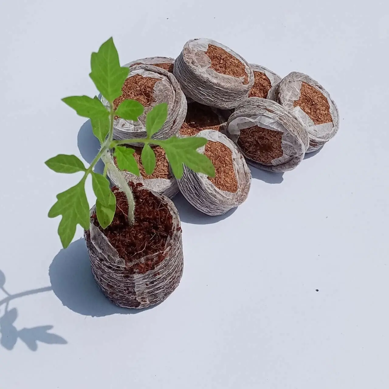 Palete de turfa de coco orgânica natural por atacado para sementes de crescimento rápido a baixo preço da fábrica do Vietnã