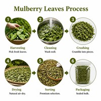 Feuilles de mûrier de qualité supérieure pour l'exportation, pour des thés et des boissons sains à base de plantes, vente en gros