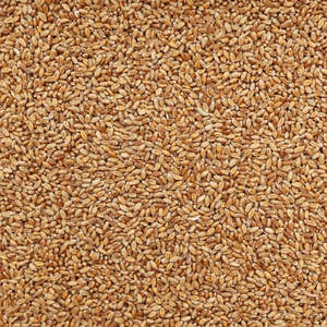 Granos de Trigo Premium al por Mayor, Grano de Trigo Duro Certificado de Alto Estándar - Granos Largos Marrones, 100% Pureza, 11-12% de Proteína - Product Image 6