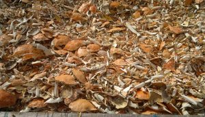 Wholesale Price Organic Carved <b>Crab</b> Seashell Beach <b>Decor</b> From Ba Ria-Vung Tau BLUE LOTUS Louis Model - Product Image 4