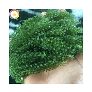 ผู้จัดจำหน่ายสาหร่ายทะเลแห้ง ยูมิบูโด คาเวียร์เขียว สาหร่ายคุณภาพสูง สำหรับส่งออก - Product Image 1